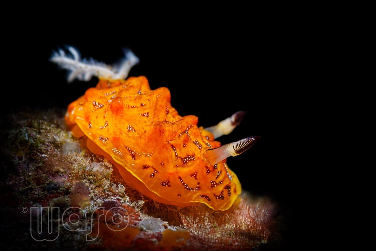 Pemuteran Bay reef and marine life, North-West Bali — image 20