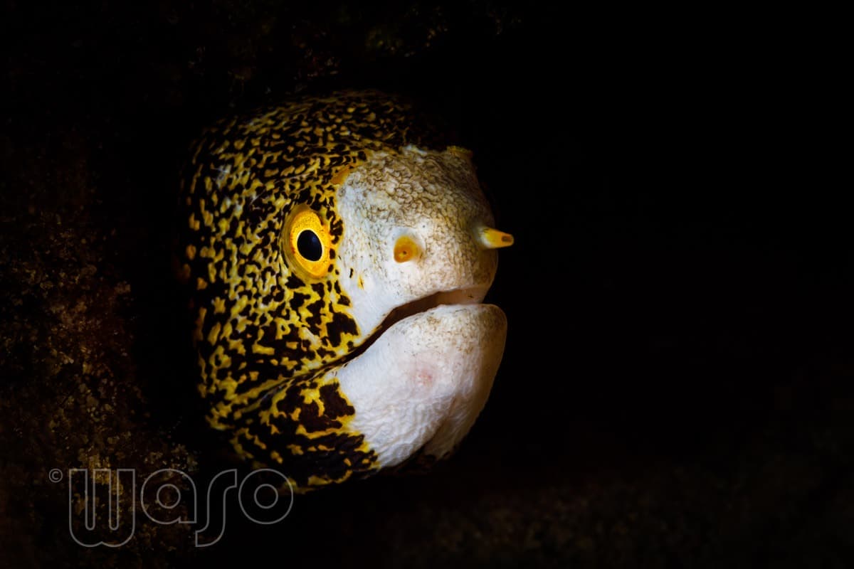 Pemuteran Bay reef and marine life, North-West Bali — image 21