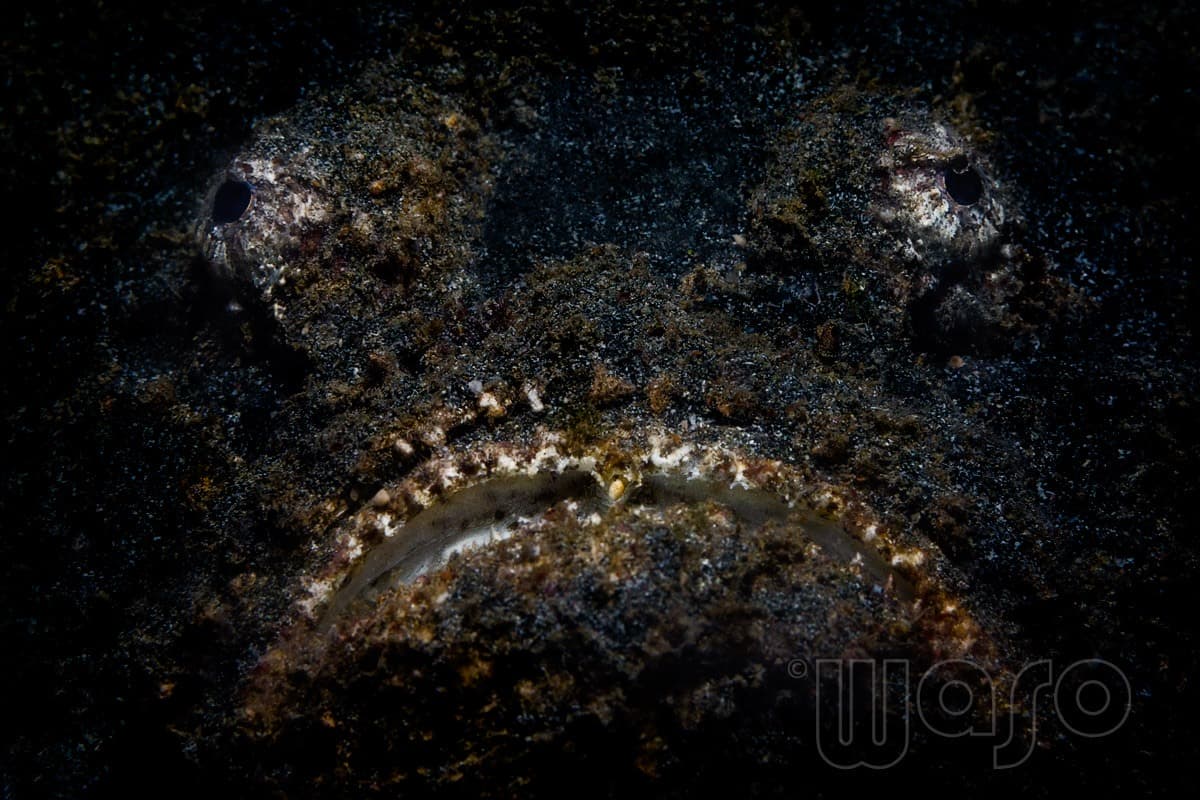 Pemuteran Bay reef and marine life, North-West Bali — image 22