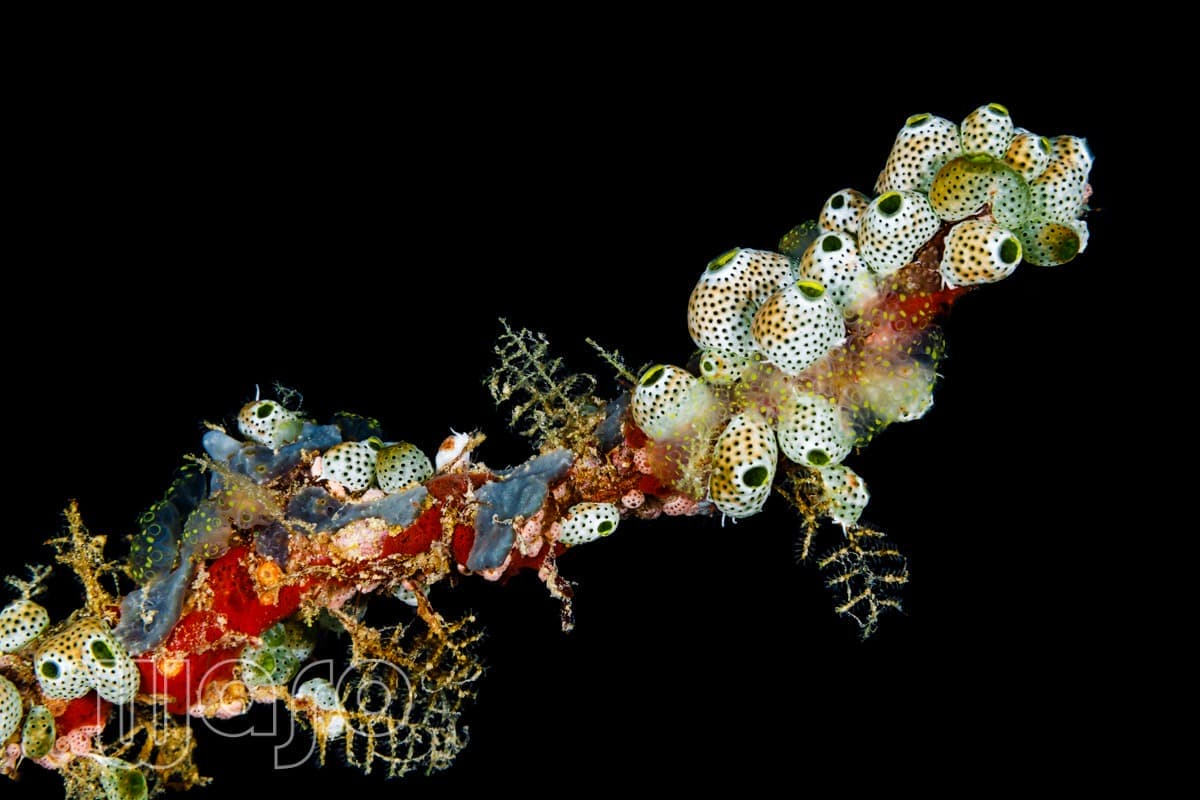 Pemuteran Bay reef and marine life, North-West Bali — image 23