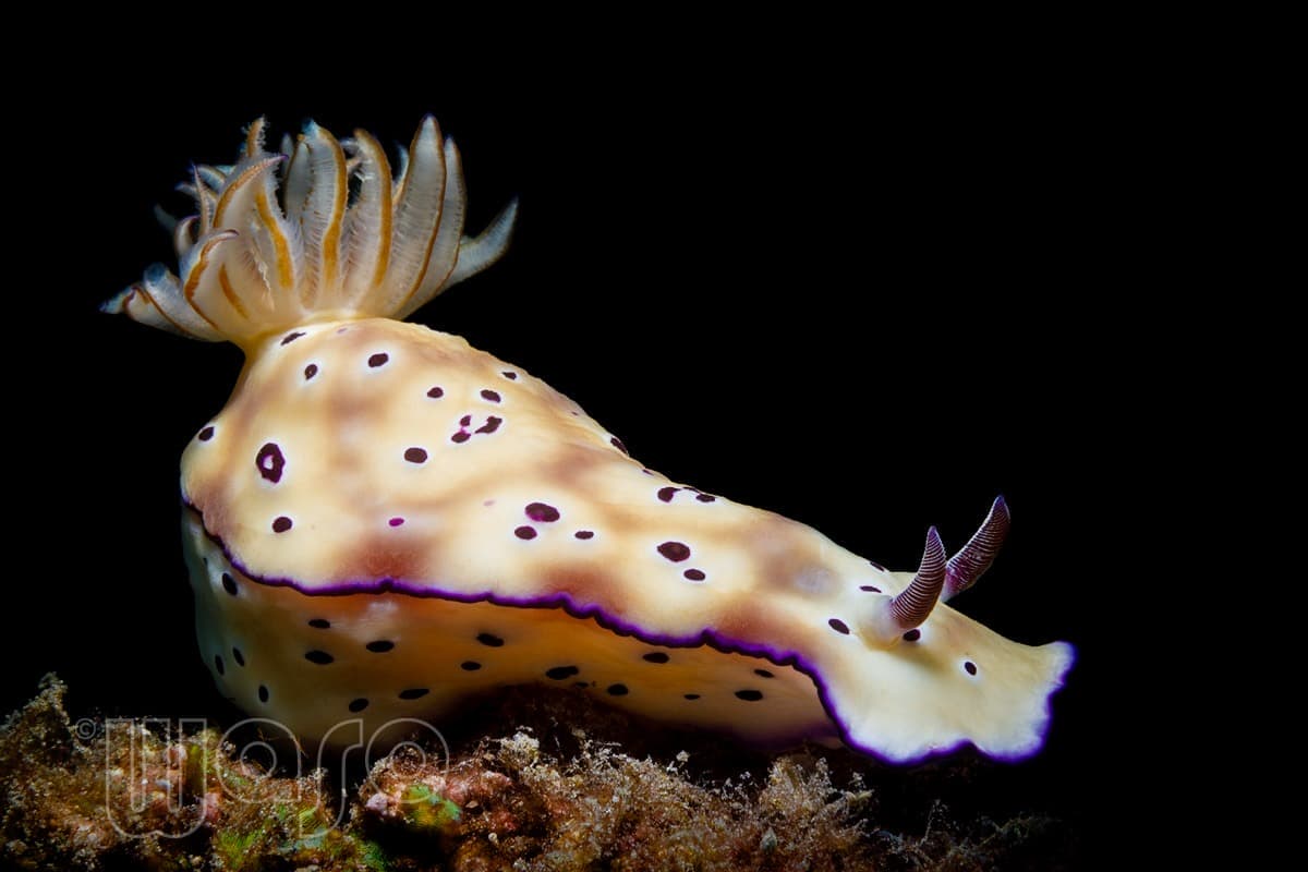 Pemuteran Bay reef and marine life, North-West Bali — image 24