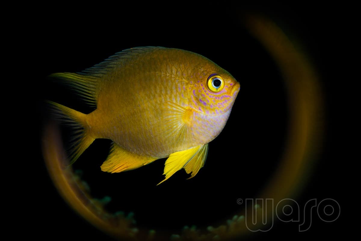 Pemuteran Bay reef and marine life, North-West Bali — image 25