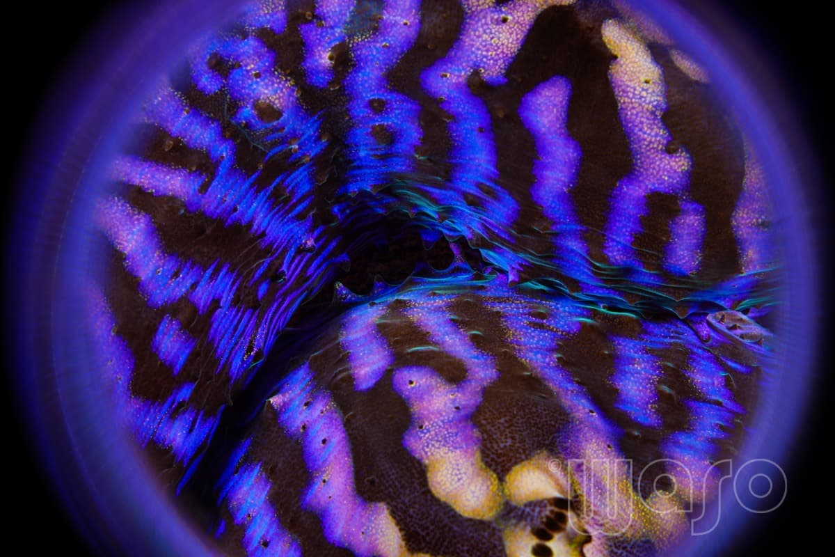Pemuteran Bay reef and marine life, North-West Bali — image 26