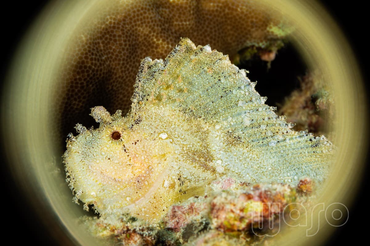 Pemuteran Bay reef and marine life, North-West Bali — image 27