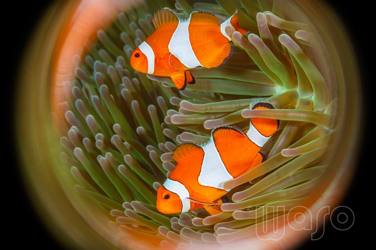 Pemuteran Bay reef and marine life, North-West Bali — image 28