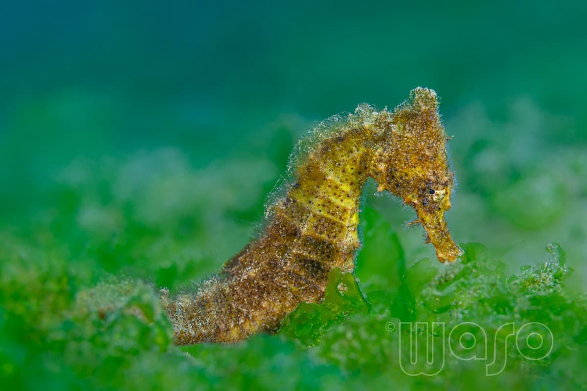 Pemuteran Bay reef and marine life, North-West Bali — image 3