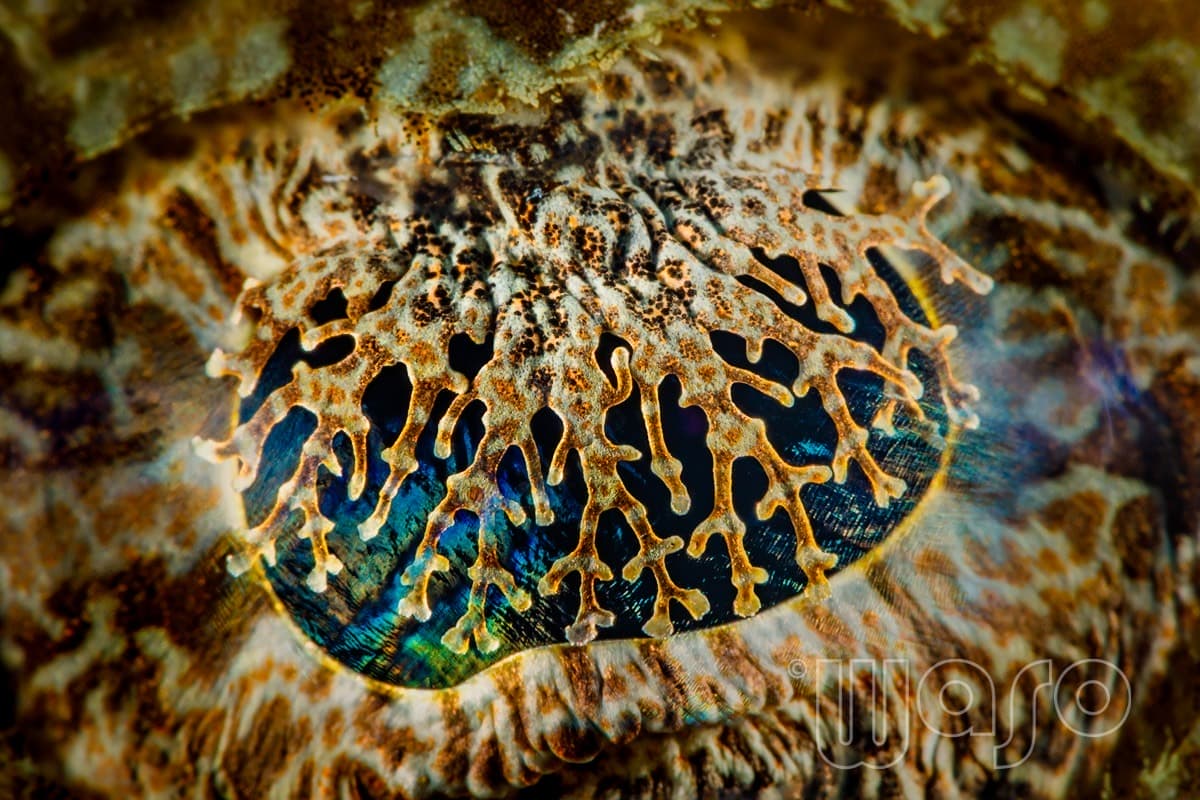 Pemuteran Bay reef and marine life, North-West Bali — image 30