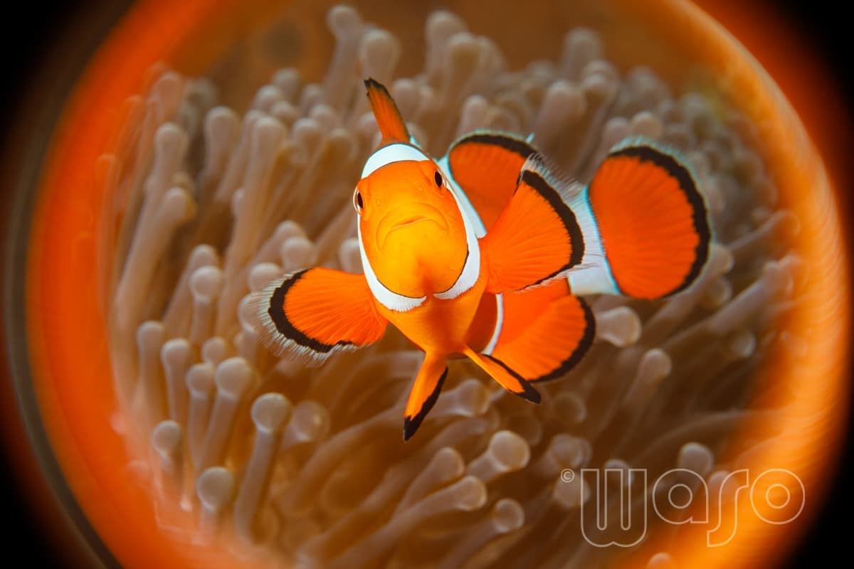 Pemuteran Bay reef and marine life, North-West Bali — image 31