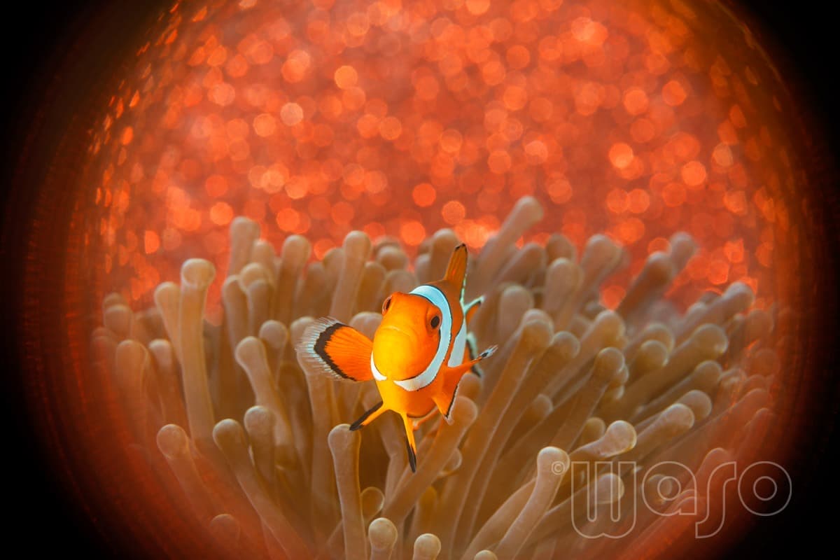 Pemuteran Bay reef and marine life, North-West Bali — image 32