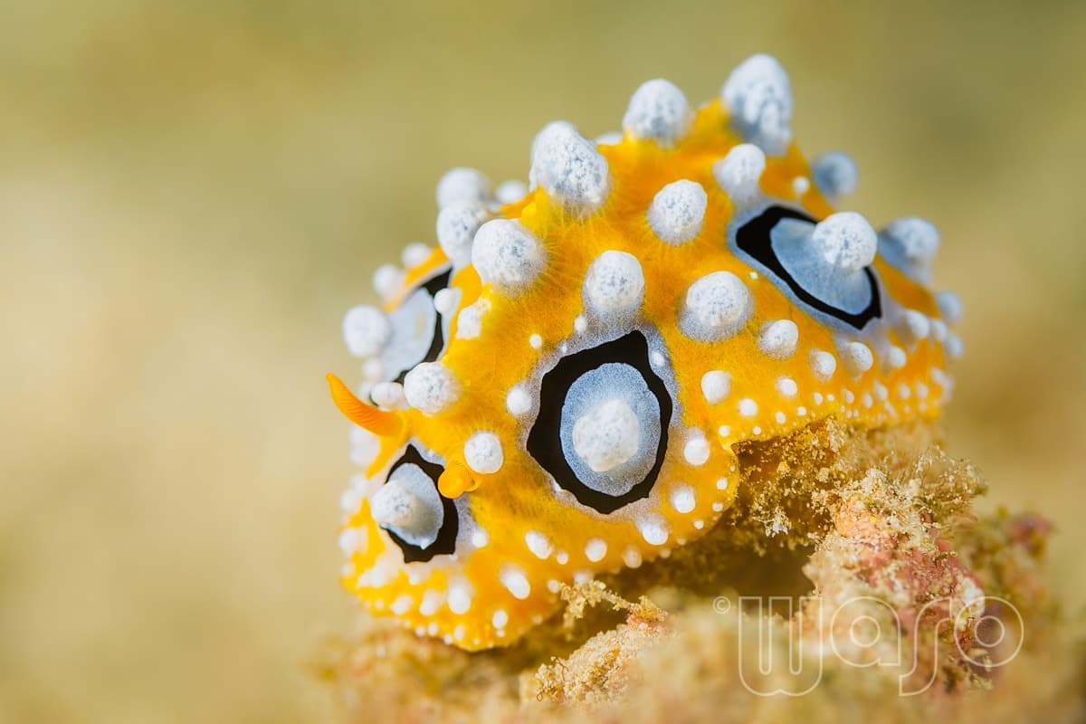 Pemuteran Bay reef and marine life, North-West Bali — image 33