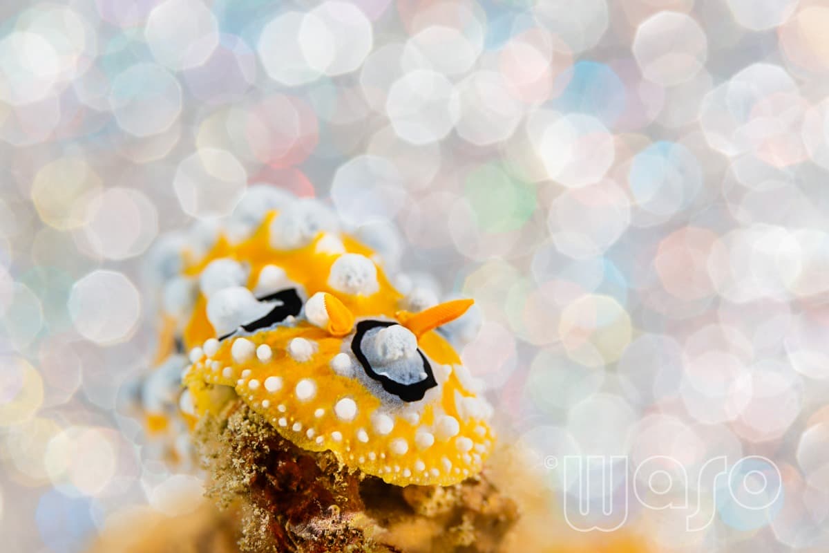 Pemuteran Bay reef and marine life, North-West Bali — image 34