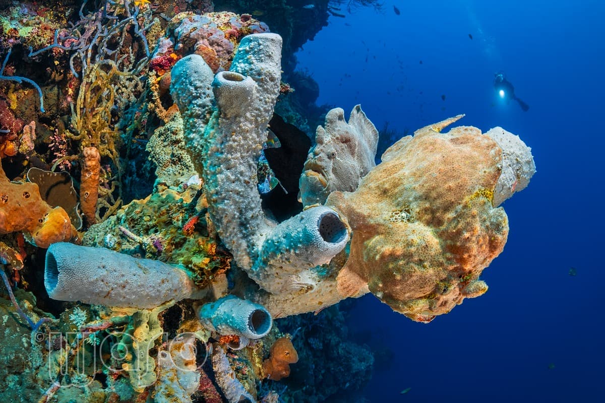 Pemuteran Bay reef and marine life, North-West Bali — image 35