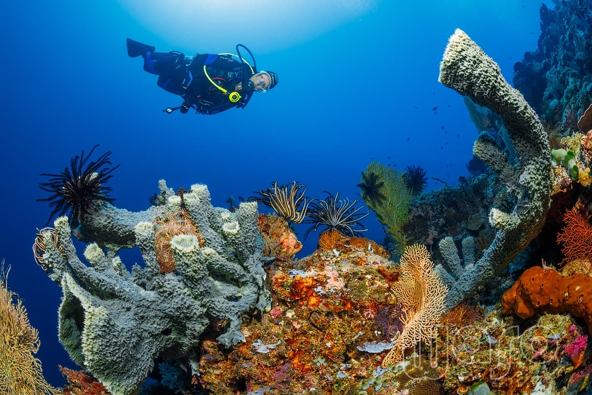 Pemuteran Bay reef and marine life, North-West Bali — image 37