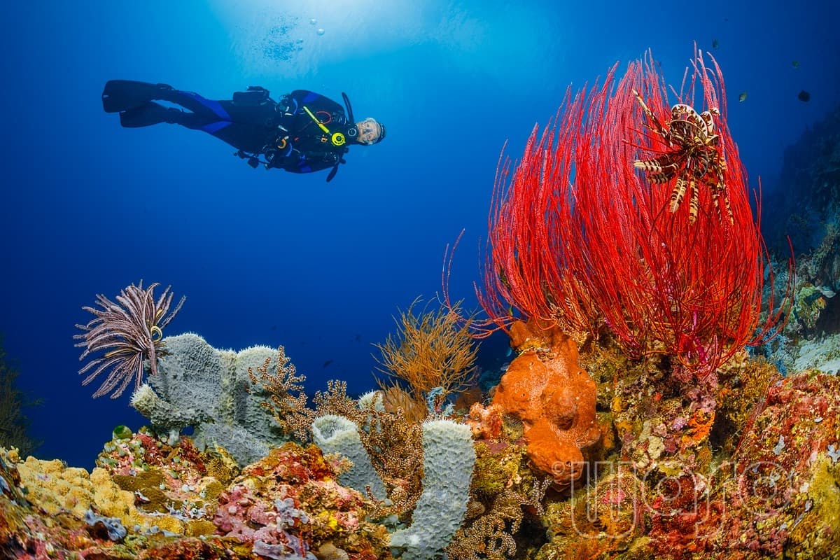 Pemuteran Bay reef and marine life, North-West Bali — image 38