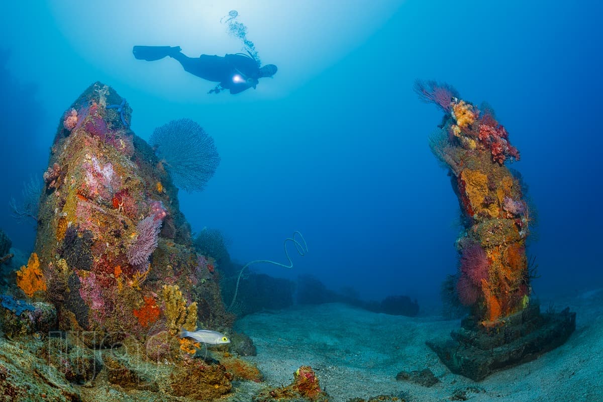 Pemuteran Bay reef and marine life, North-West Bali — image 39