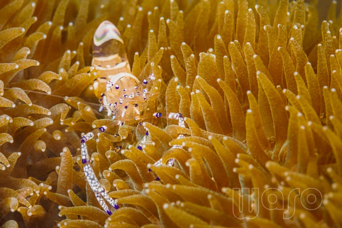 Pemuteran Bay reef and marine life, North-West Bali — image 4