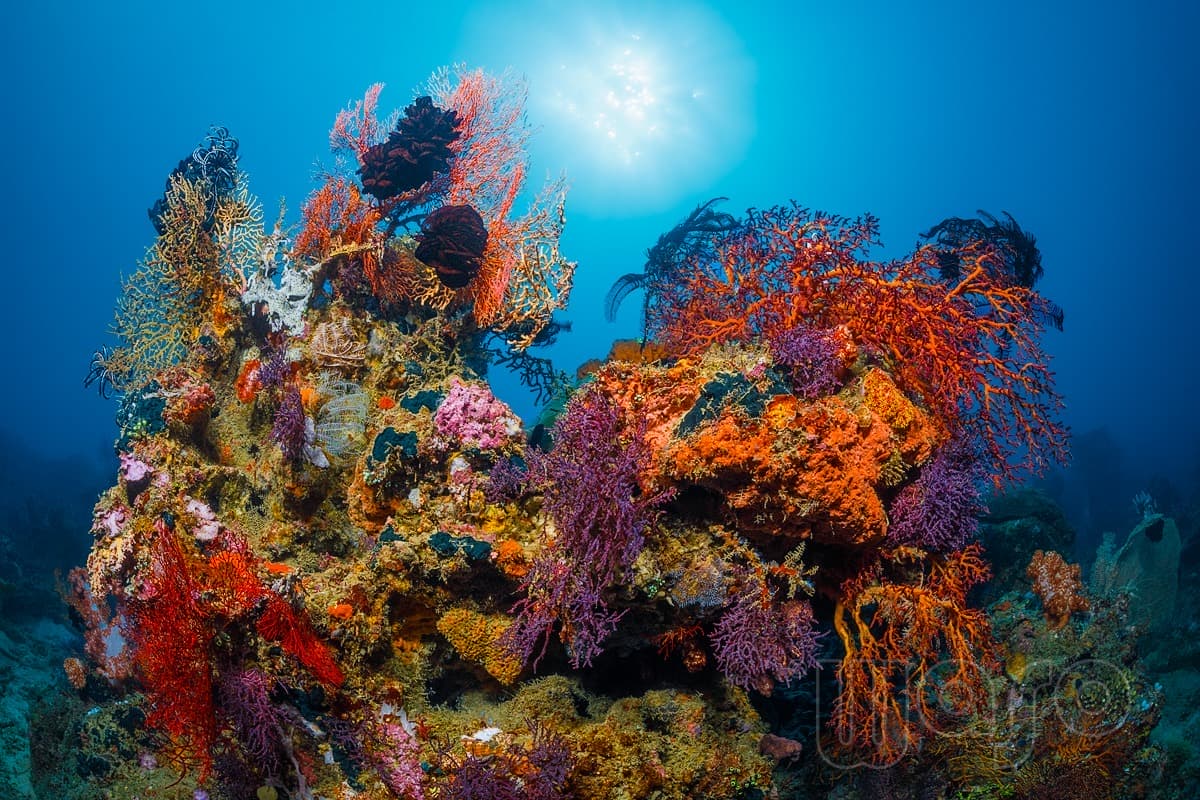 Pemuteran Bay reef and marine life, North-West Bali — image 40
