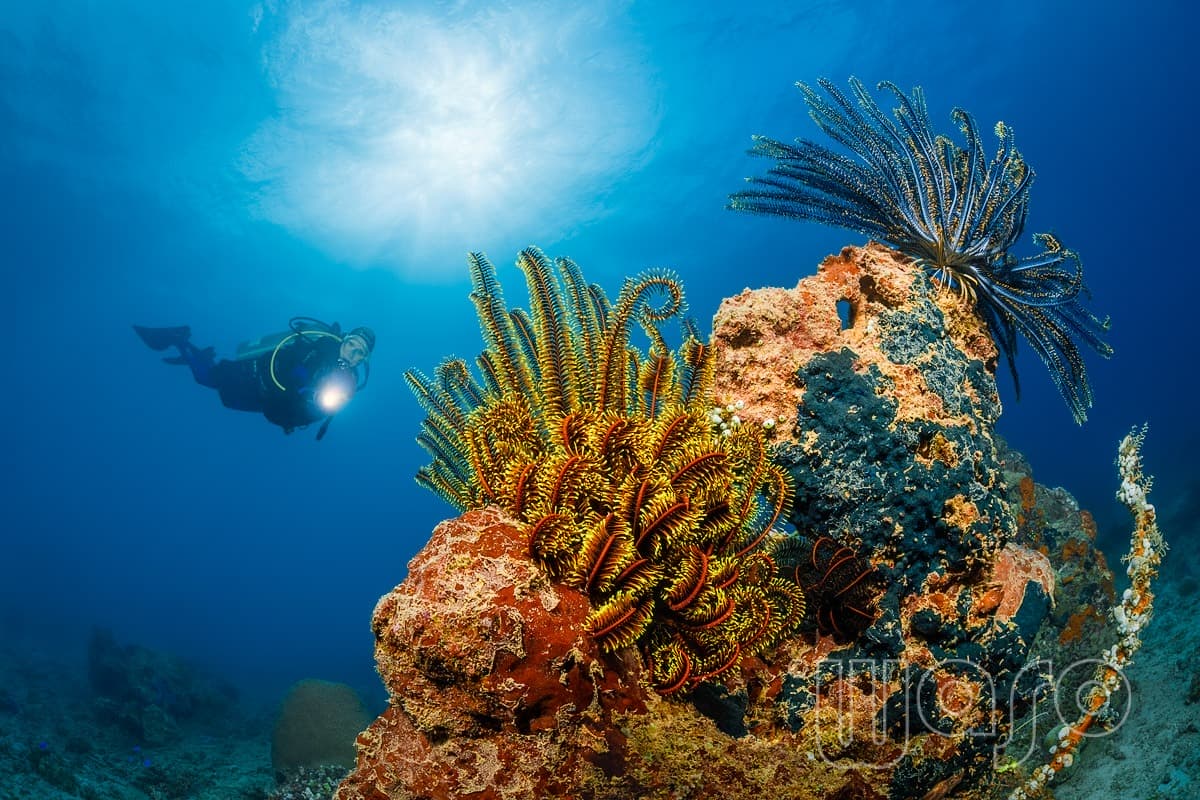 Pemuteran Bay reef and marine life, North-West Bali — image 41