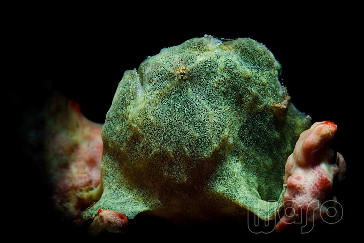 Pemuteran Bay reef and marine life, North-West Bali — image 42
