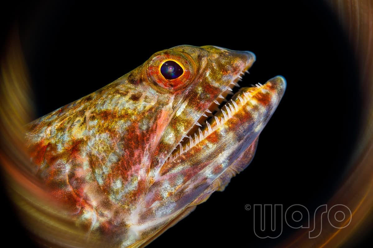 Pemuteran Bay reef and marine life, North-West Bali — image 43