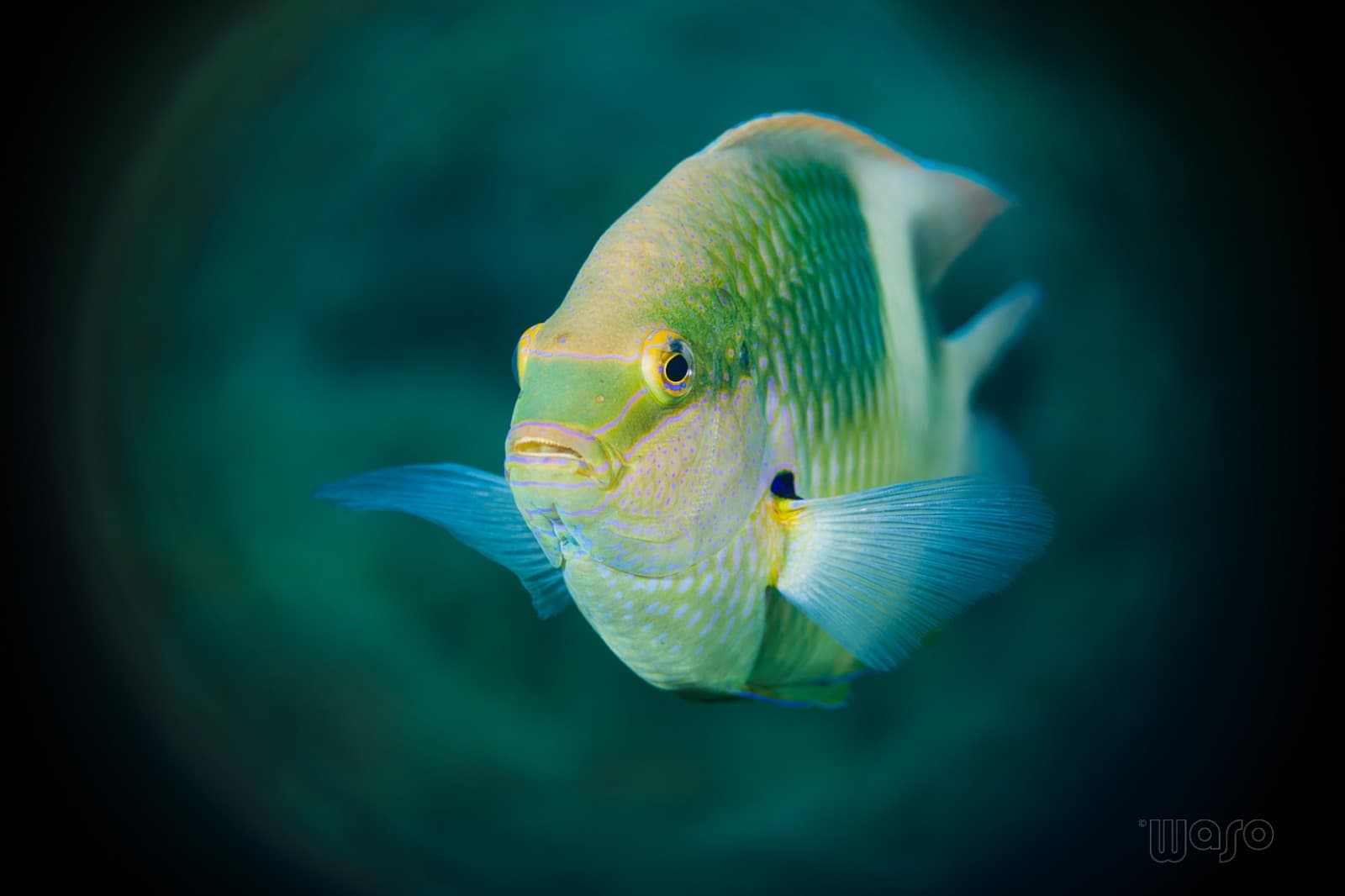 Pemuteran Bay reef and marine life, North-West Bali — image 45