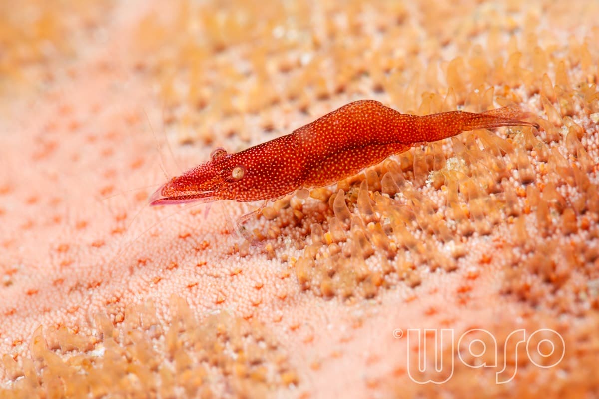 Pemuteran Bay reef and marine life, North-West Bali — image 46