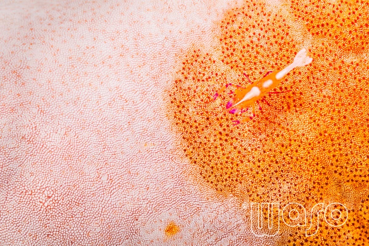 Pemuteran Bay reef and marine life, North-West Bali — image 47