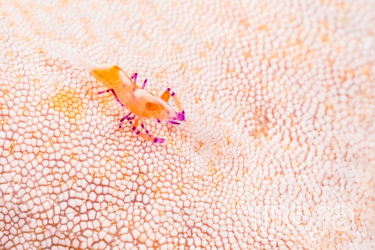 Pemuteran Bay reef and marine life, North-West Bali — image 48