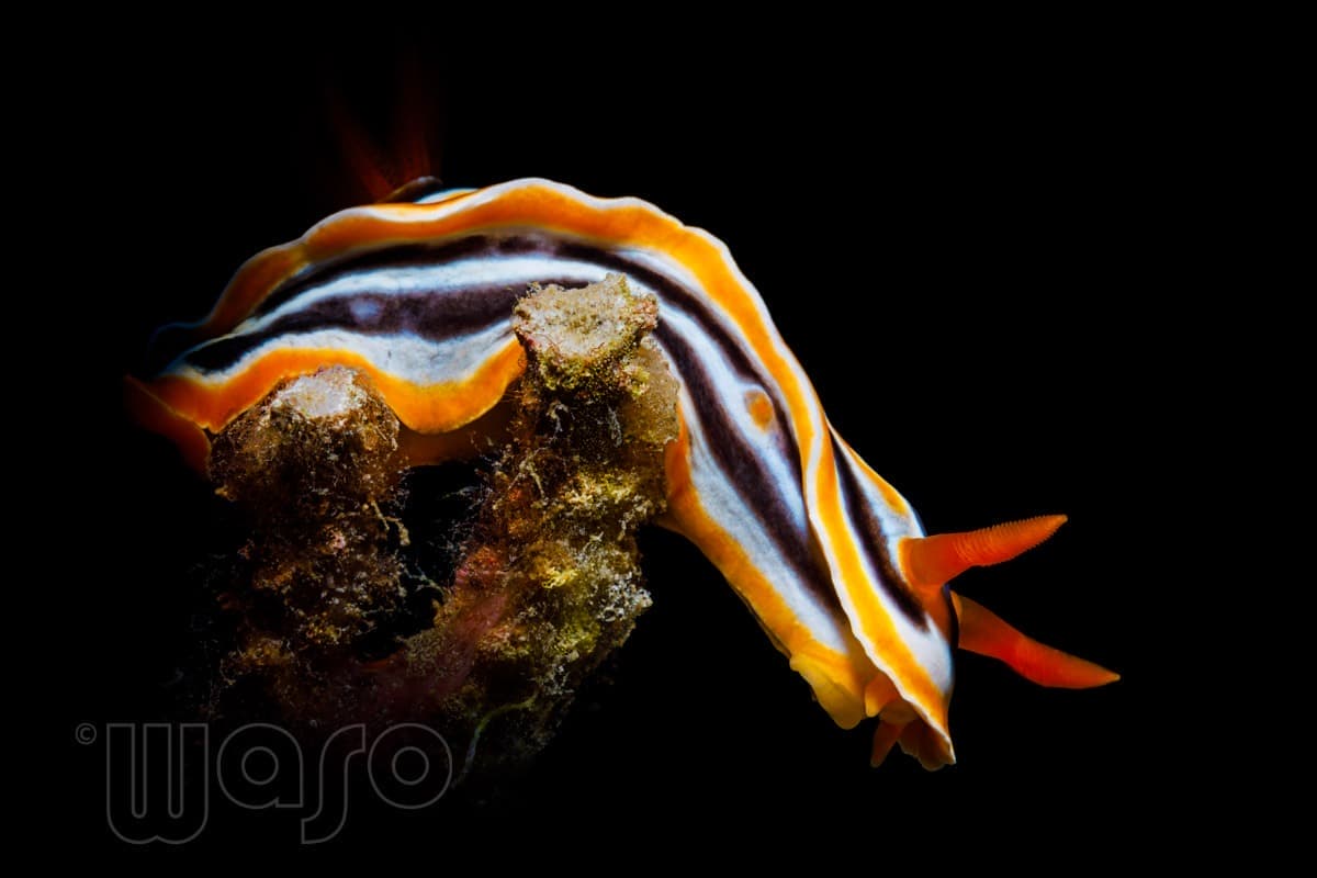 Pemuteran Bay reef and marine life, North-West Bali — image 49