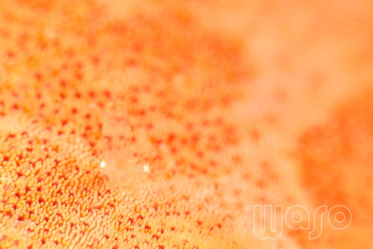 Pemuteran Bay reef and marine life, North-West Bali — image 5