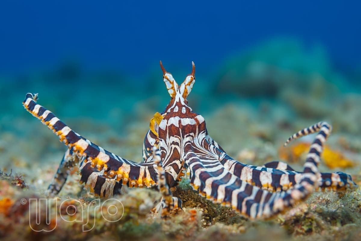 Pemuteran Bay reef and marine life, North-West Bali — image 50