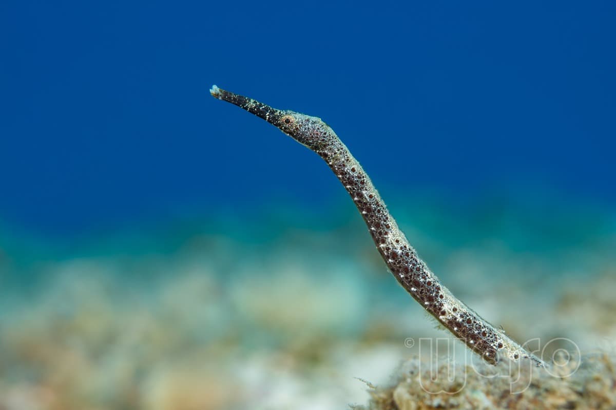 Pemuteran Bay reef and marine life, North-West Bali — image 51
