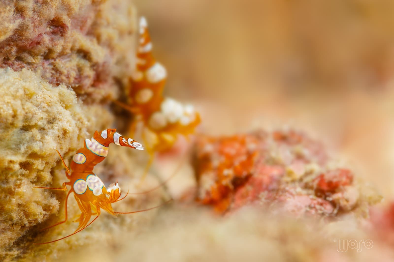 Pemuteran Bay reef and marine life, North-West Bali — image 53