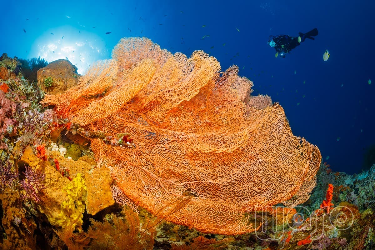 Pemuteran Bay reef and marine life, North-West Bali — image 54