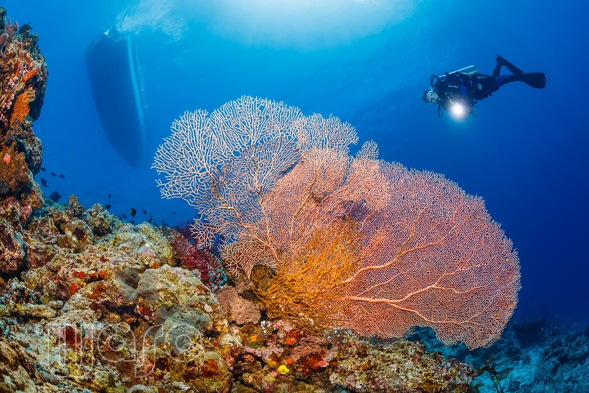 Pemuteran Bay reef and marine life, North-West Bali — image 55