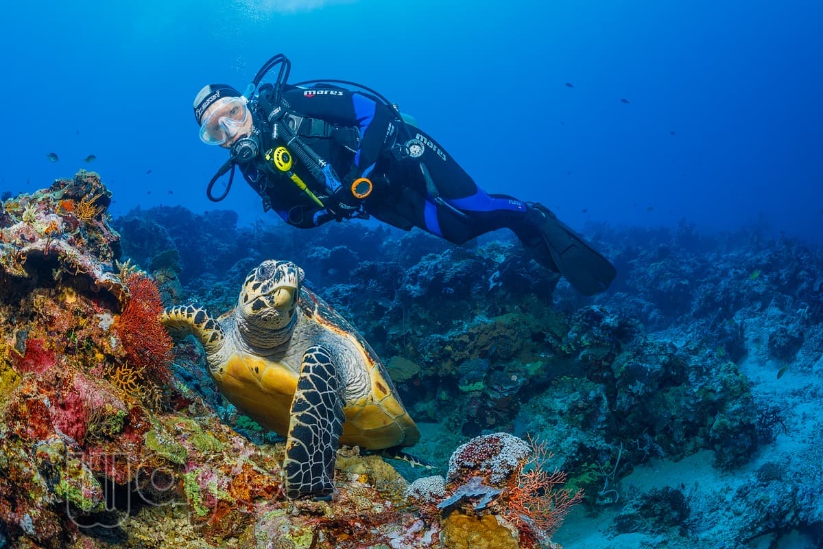 Pemuteran Bay reef and marine life, North-West Bali — image 56