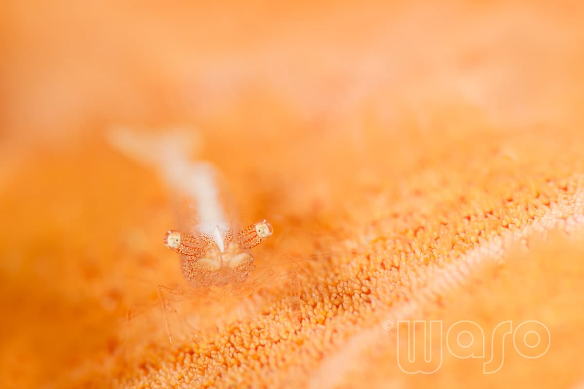 Pemuteran Bay reef and marine life, North-West Bali — image 7