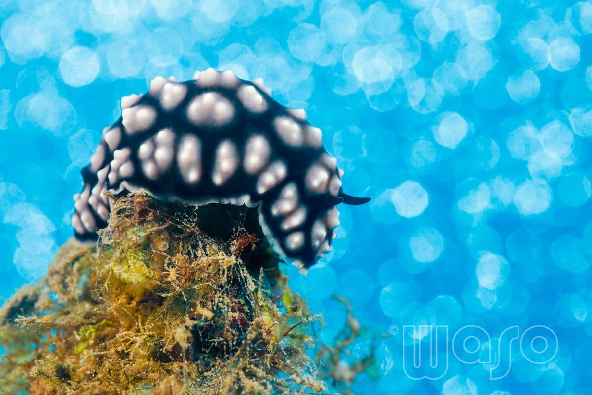 Pemuteran Bay reef and marine life, North-West Bali — image 8