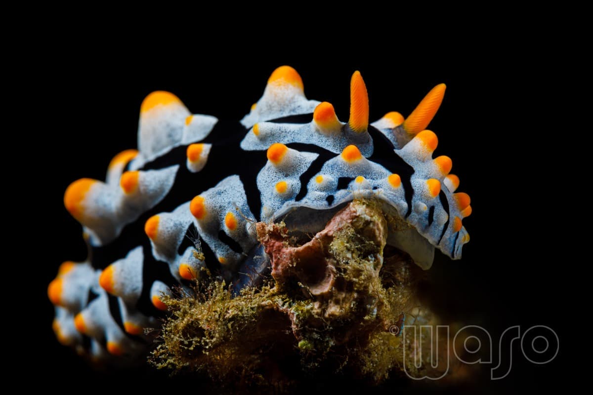 Pemuteran Bay reef and marine life, North-West Bali — image 9